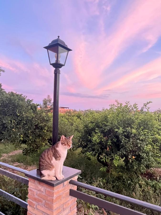 La Pomelia B&B Sofia Trappitello Ngoại thất bức ảnh